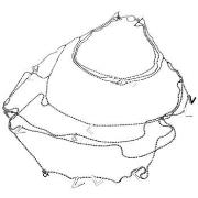 Ketting Victorio &amp; Lucchino vj0001co